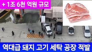 [태국뉴스] 1조 6천억원 돼지 세탁 공장 적발 (치앙마이)