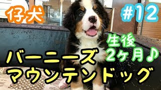 ［ワンコ動画］#12  バーニーズマウンテンドッグの仔犬