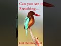 Can you see it Breathing | Feel the Heartbeat | White-throated kingfisher #shorts