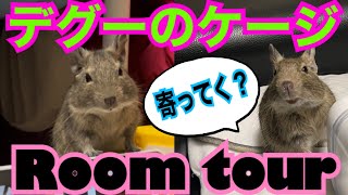 【デグー】安心安全なケージレイアウト！こてつのお部屋をルームツアー DeGoo is cute.A pet room tour.