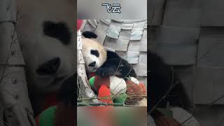 甜美的飞云 #panda