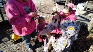 Banding a goat (not instructive, cuz this was our first one)