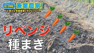 【にんじん栽培】リベンジ！春に失敗したので秋植えにチャレンジ！本紅金時人参 農業初心者が有機農業にチャレンジ野菜栽培副業【2021.9.25】