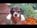 beautiful beagle puppies playing beagle puppy pet care kannada