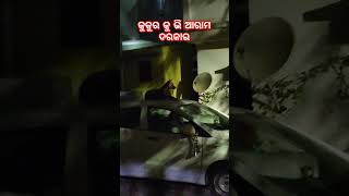 କୁକୁର କୁ ଭି ଆରାମ ଦରକାର ହେଲାଣି! #viral #funnyvideo #ytshort