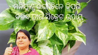 ମନିପ୍ଲାଣ୍ଟ ଖରା ଦିନେ କିପରି ବଢିବ ତାର ସିକ୍ରେଟ ଉପାୟ #Money plant care tips