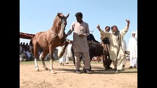 Best horse dance in pakistan No.33