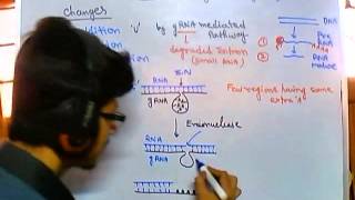 Guide RNA dependent RNA editing