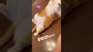 床でひっくり返るとー #shorts When a cat flips over on the floor