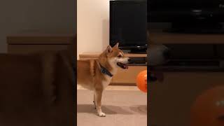 【柴犬】やる気のない風船遊び 遊んでやってるぞ⁉︎ #shorts