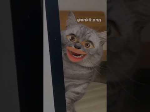 Comedy With Funny рџ ј Cat рџђ Shorts Trending Funny Newshorts Sem Comedy With Funny рџ ј Cat рџђ Shorts Trending Funny Newshorts Sem