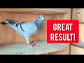 500km Pigeon Race Returns - GREAT RESULTS