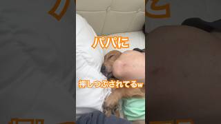 朝起きたらこの状態…ワンコの反応に爆笑😂　#ミニチュアダックスフンド #犬　#家族　#犬のいる暮らし #子犬