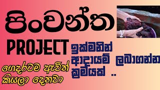 Vermicompost ඉක්මනින්ම ආදායම් ලබාගැනීමට  , පිංවන්ත project