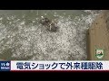 電気ショックで外来魚を駆除（2019年8月2日）