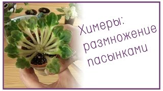 Химеры: размножение пасынками