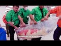 All Japan Koi Show 2019 | film by Jane Maneerat