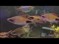 dawkinsia assimilis mascara barbs and melanotaenia goldiei dekai rainbowfish profile