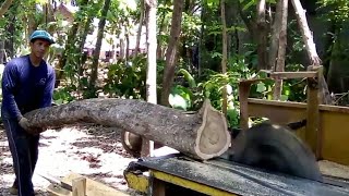 tectona grandis.pengergajian kayu jati mengunakan serkel kayu keliling.indonesian teaksawing