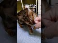 ［甘えすぎな猫］［ベンガル猫］ラビを欲しがってる人がいるｹﾄﾞ・・