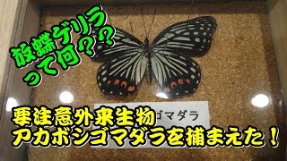 【PR】要注意外来生物アカボシゴマダラを捕まえた！