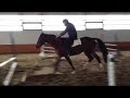 carero jumping 2010 cdn warmblood colt for sale cabardino x rio grande