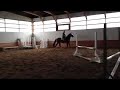 carero jumping 2010 cdn warmblood colt for sale cabardino x rio grande