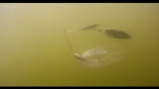 Spinnerbait Fishing for Bass- Prime Conditions