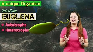 EUGLENA...|| Structure and Locomotion || 3D ANIMATION || @MagnetBrainsEducation