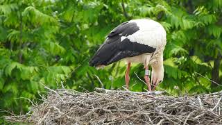 巣にいるシュバシコウ　White Stork　2018 0502