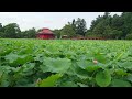 2022年7月5日の猿賀公園蓮の花開花状況【青森県平川市】