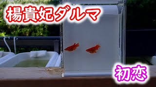 【めだか】うちのダルマの紹介とヒレナガの雌雄の見分け方