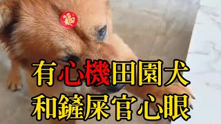 全網最有心機的中華田園犬，經常和鏟屎官鬥心眼 #養狗的樂趣  #動物的迷惑行為   #狗狗的心思都寫在臉上#pets