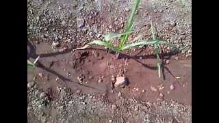 VSI Sugarcane Planter: Decemeber 2012 Commercial Planted Plot at RajaramBappu Sugar Factory-II