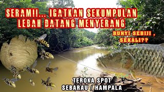 Teroka SPOT Sebarau / Hampala DALAM Hutan RIMBA Selangor