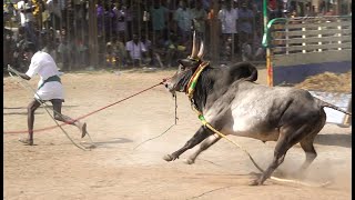 Trichy Kosakurichi Alagarsamy Kalai Videos | திருச்சி கோசகுறிச்சி அழகர்சாமி காளை Videos