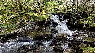 Suara Alam Sungai Hutan-Air Terjun Aliran Gunung-8 Jam Burung Santai & Suara Air untuk Tidur