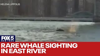 Rare whale sighting in East River