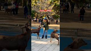 鹿に餌やりで楽しむ外国人観光客奈良公園 🫎 クリックでロングバージョンに移ります!! #deerpark #animals