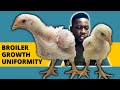 Broiler Growth Uniformity | How to Achieve Uniform Growth in Broilers