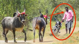 சிங்கம் போல வாரான் ஓரமா போங்க அண்ணா 💥💥|| jallikattu || jallikattu video || jallikattu videos