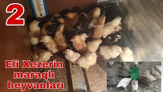 Eli Xezerin maraqlı heyvanları  toyuq cücə bildirçin qırqovul Sibraytlarını sizlər üçün çəkdim .👍👍