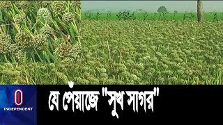 সুখ সাগর পেঁয়াজের গল্প || Agriculture || Sukh Sagor Onion