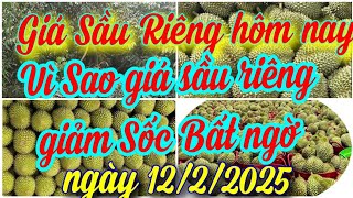 giá sầu riêng hôm nay ngày 12/2/2025