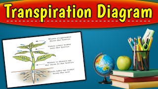 Transpiration Diagram | Draw the transpiration diagram | 12th Science Biology