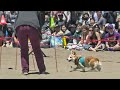 Corgi Con returns to Ocean Beach in San Francisco