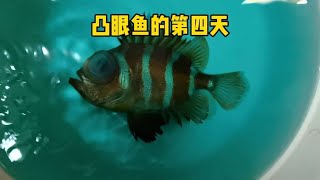 凸眼鱼救治的第四天，今天还有鲨鱼宝宝出镜哦【Chinese Aquaman frank】