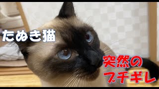 デレデレしていたのに突然ブチぎれるたぬき猫のふくさん【シャム猫】