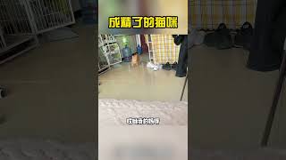 那些成精了的猫咪，看看哪只最像人 #blackpink #funny #搞笑 #film#cat