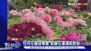 杉林溪牡丹花雍容華貴  武陵紫藤花瀑清新脫俗｜TVBS新聞 @TVBSNEWS01